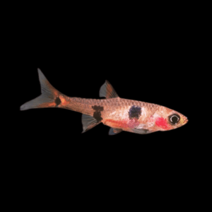 Spotted Mawaia Dwarf Rasbora Boraras Micros 2cm