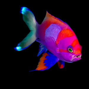 Square Spot Anthias Pseudanthias Pleurotaenia