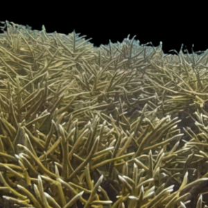 Staghorn Hard Coral Acropora Sp