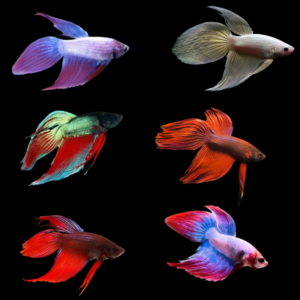 Standard Betta Assorted Male 3cm
