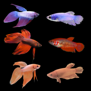 Standard Betta Assorted Pair's Male & Female 3cm