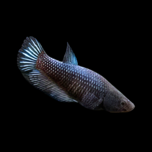 Standard Betta Female Black 3cm