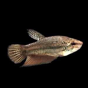 Standard Betta Female Black Base 3cm