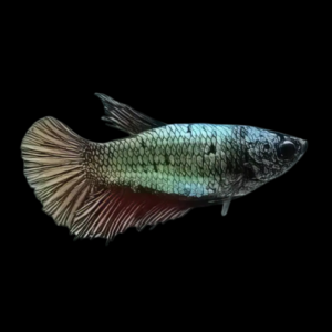 Standard Betta Female Green Base 3cm