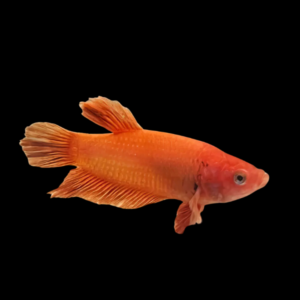 Standard Betta Female Orange 3cm