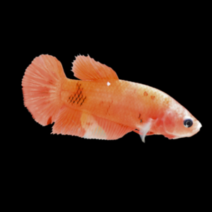 Standard Betta Female Orange Base 3cm