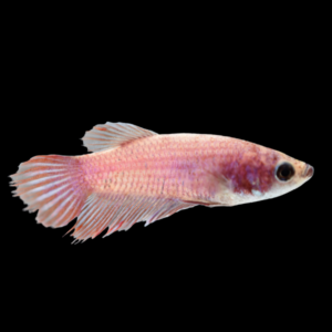 Standard Betta Female Pink Base 3cm