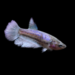 Standard Betta Female Purple 3cm