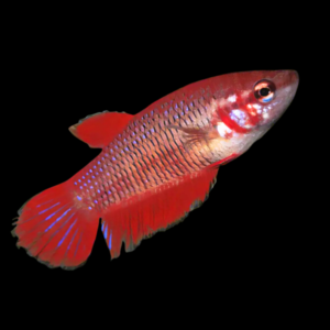 Standard Betta Female Red 3cm