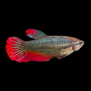 Standard Betta Female Red Base 3cm