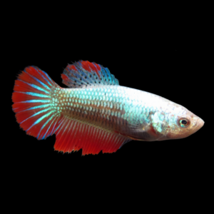 Standard Betta Female Tri Colour 3cm