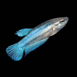 Standard Betta Female Turquoise Base 3cm