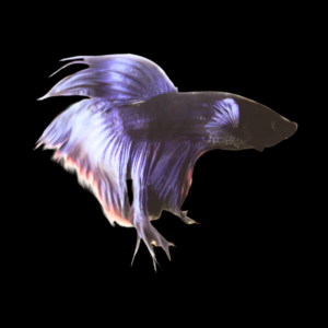 Standard Betta Male Black 3cm