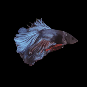 Standard Betta Male Black Base 3cm