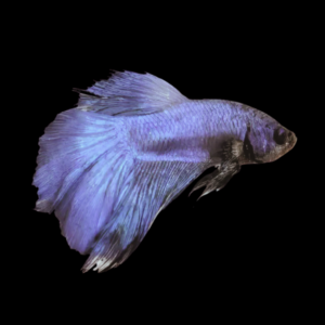 Standard Betta Male Blue 3cm