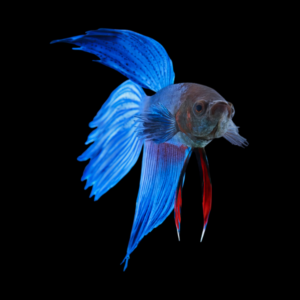Standard Betta Male Blue Base 3cm