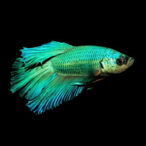 Standard Betta Male Green 3cm