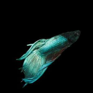 Standard Betta Male Green Base 3cm