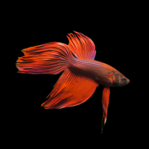 Standard Betta Male Orange 3cm