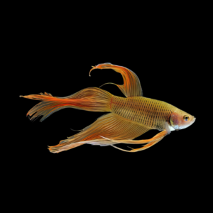 Standard Betta Male Orange Base 3cm