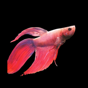 Standard Betta Male Pink 3cm