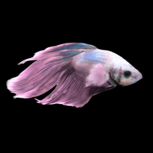 Standard Betta Male Pink Base 3cm