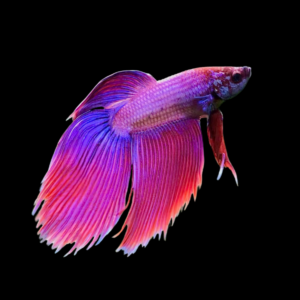 Standard Betta Male Purple 3cm
