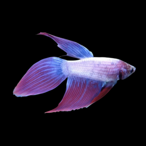 Standard Betta Male Purple Base 3cm