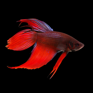 Standard Betta Male Red Base 3cm