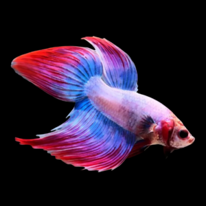 Standard Betta Male Tri Colour 3cm