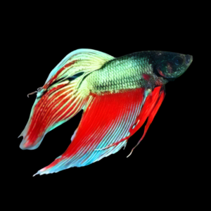 Standard Betta Male Turquoise Base 3cm