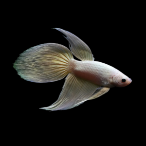 Standard Betta Male White 3cm