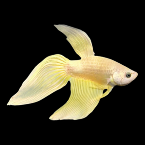 Standard Betta Male Yellow 3cm