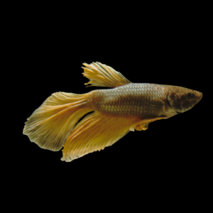 Standard Betta Male Yellow Base 3cm