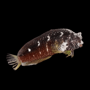 Starry Algae Blenny Salarius Ramosus
