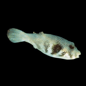 Stellate Pufferfish Arothron Stellatus