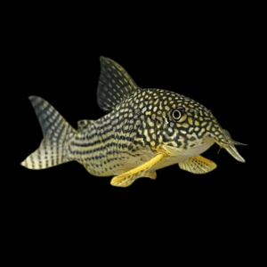 Sterbas Corydoras Sterbai Sterbae 4cm Catfish