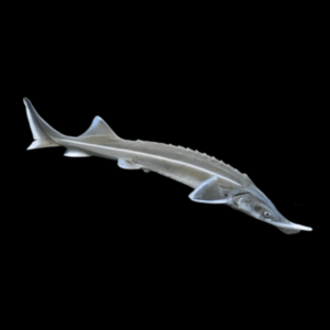 Sterlet Acipenser Ruthenus 20cm