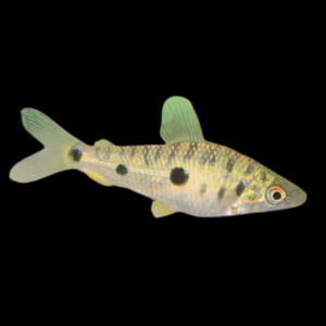 Steyermarks Toothpick Leporinus Leporinus Steyermarki 5cm
