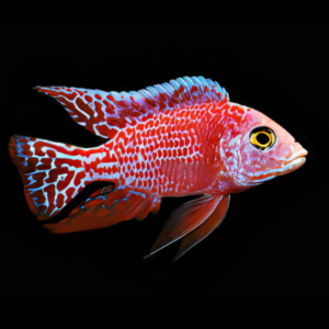 Aulonocara Strawberry Peacock Malawi African Cichlid