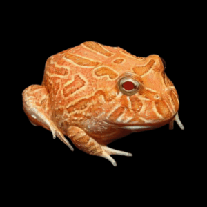 Strawberry Horned Frog Ceratophrys Cranwelli 4cm