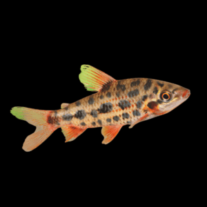 Strawberry Leporinus Leporinus Granti 5cm