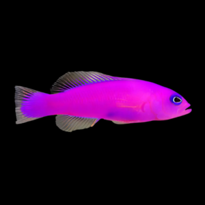 Strawberry Pygmy Basslet Pictichromis Porphyrea