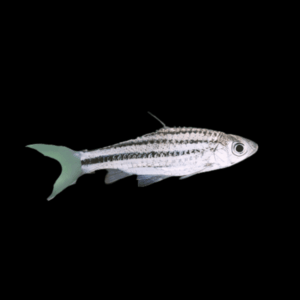 Striped Barb Puntius Desmopuntius Johorensis 4cm