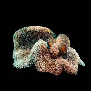 Striped Carpet Anemone Stichodactyla Haddoni