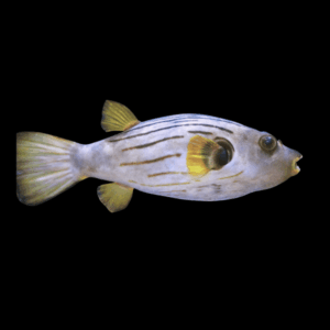 Striped Dogface Pufferfish Arothron Manilensis