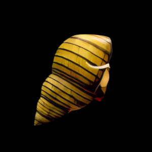Striped Wizard Snail Filopaludina Polygramma 2cm