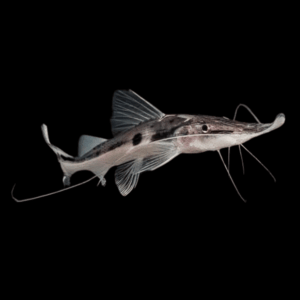 Sturgeon Catfish Platystomatichthys Sturio 15cm