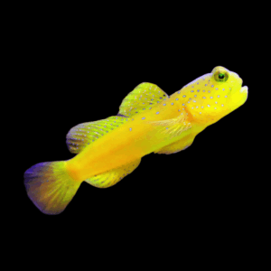 Sulphur Goby Cryptocentrus Cinctus