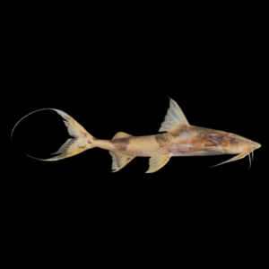 Sumatran Devil Goonch Catfish Bagarius Lica 20cm